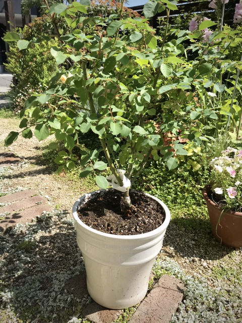 植え替えたサンセットグロウ