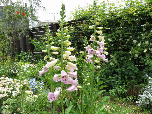 4月のジギタリスの花