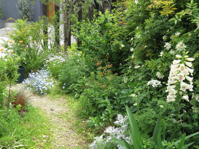 5月のジギタリスの花