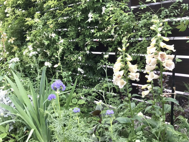5月の庭の様子 ジギタリス