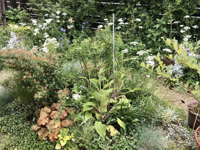 ジギタリスを切った後の庭