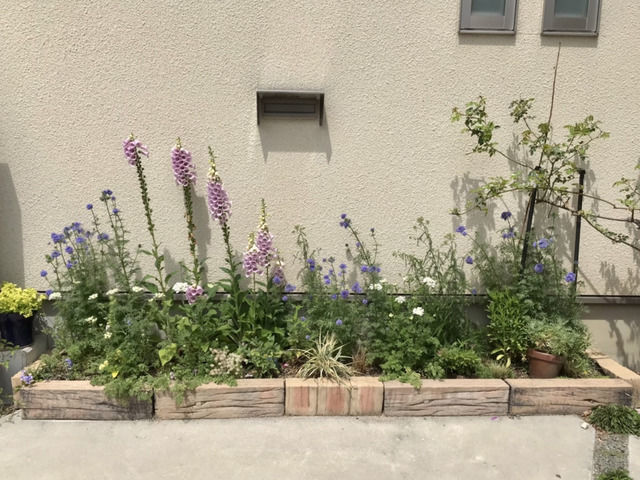 ジギタリスを切る前の花壇