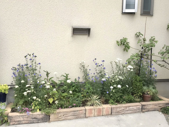 ジギタリスを切った後の花壇