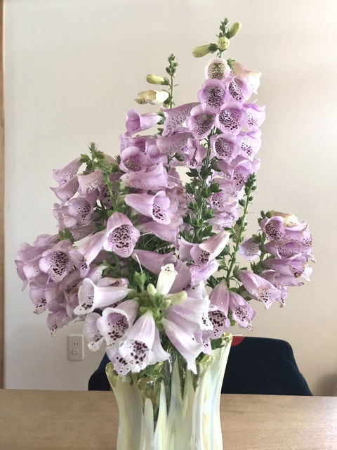 花瓶にいけたジギタリス