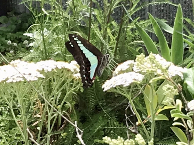 アキレアの蜜を吸うアオスジアゲハ