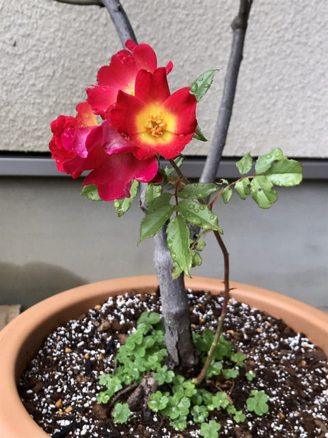 カクテルのベーサルシュートに咲いた花