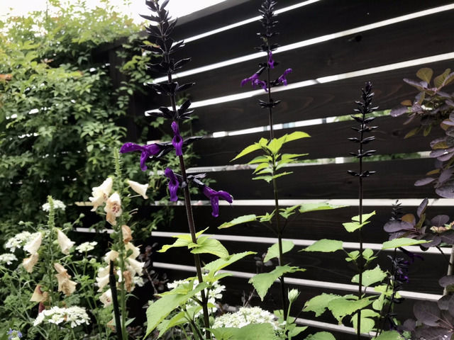 スーパーサルビア・ロックンロール’ディープパープル’の花
