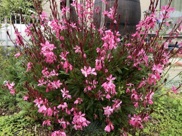 ピンクのガウラの花