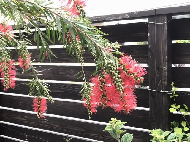 ブラシの木の花
