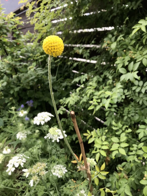 クラスペディア・グロボーサの花