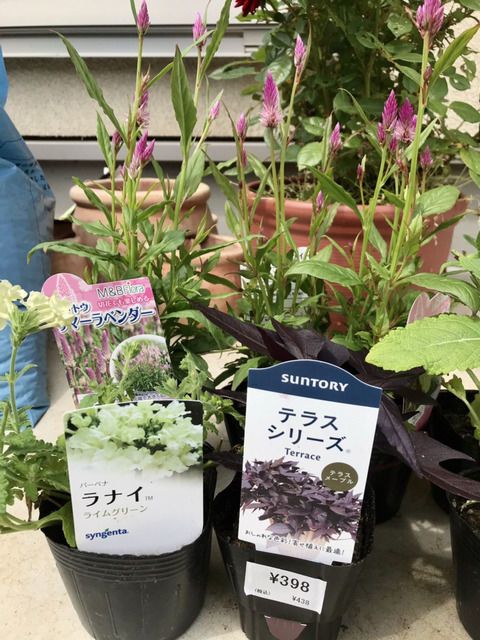 2021年5月に購入した苗