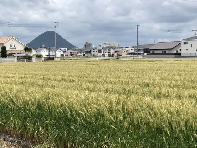 麦畑の景色