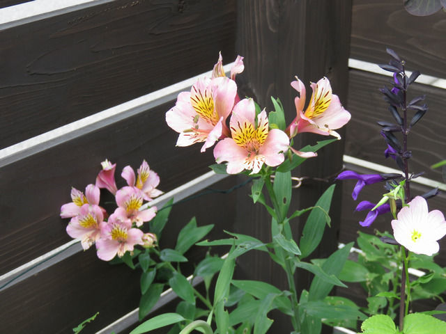 アルストロメリアの花