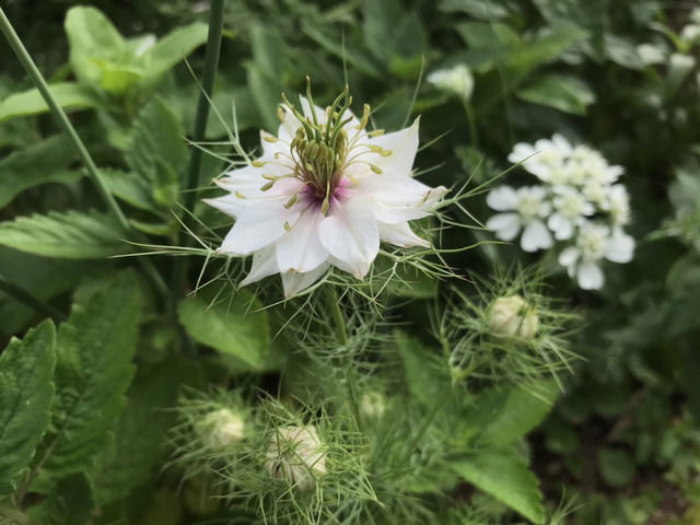 ニゲラの白花