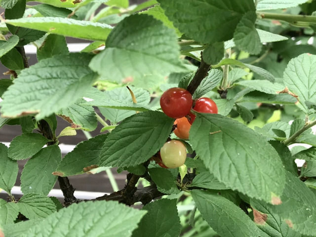 枝に実ったユスラウメ