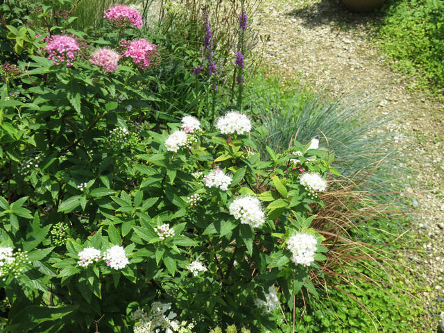 源平シモツケの花