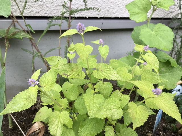 アガスターシェ’ゴールデンジュビリー’