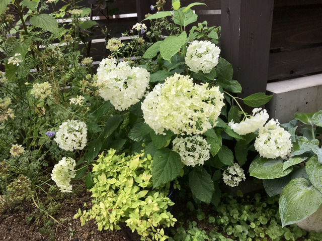 うなだれるアナベル