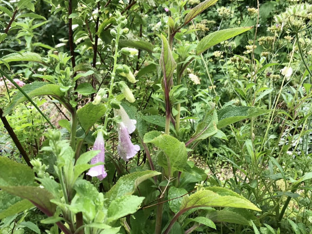 小さな花がさいたジギタリス