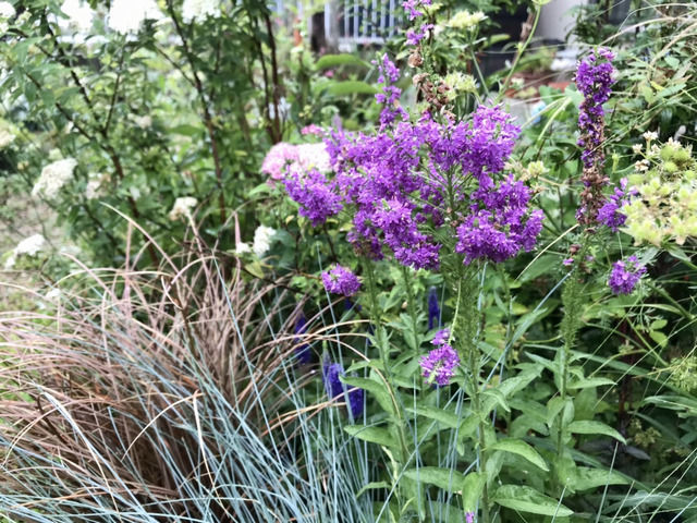 ベロニカの花