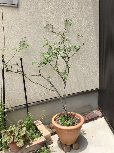 剪定後のカクテルの全体