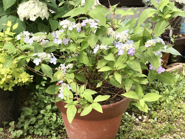 ヤマアジサイの鉢植え
