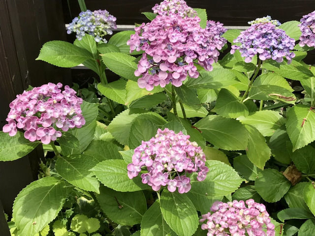 オタフクアジサイの花