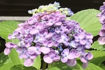 オタフクアジサイの花のアップ