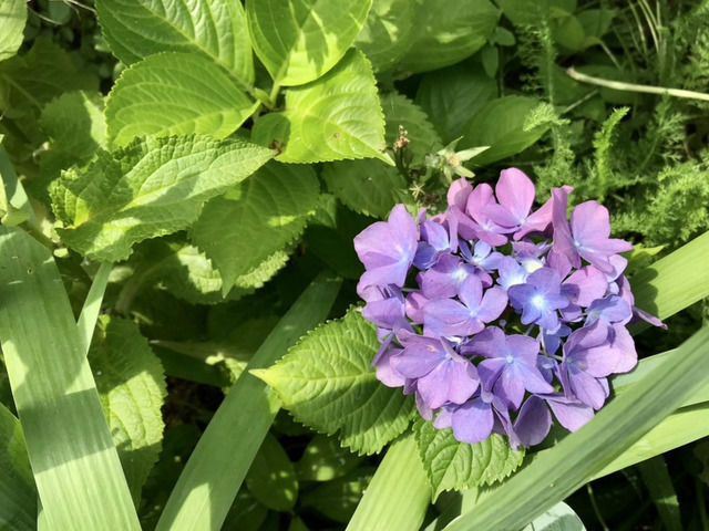 小さなアジサイの花