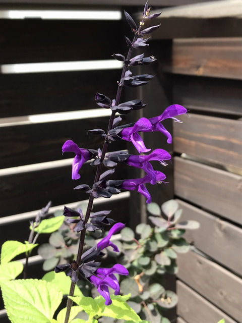 f:id:toniho:20210609154446j:plain