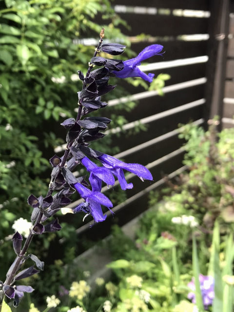 f:id:toniho:20210609155001j:plain