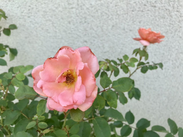 薔薇✕2 まだまだいい品種がたくさん！バラの2番花が咲いてます