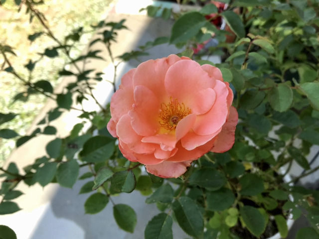 薔薇✕2 バラの二番花が(*^^*)｜園芸日記byカシワバアジサイ｜みんなの