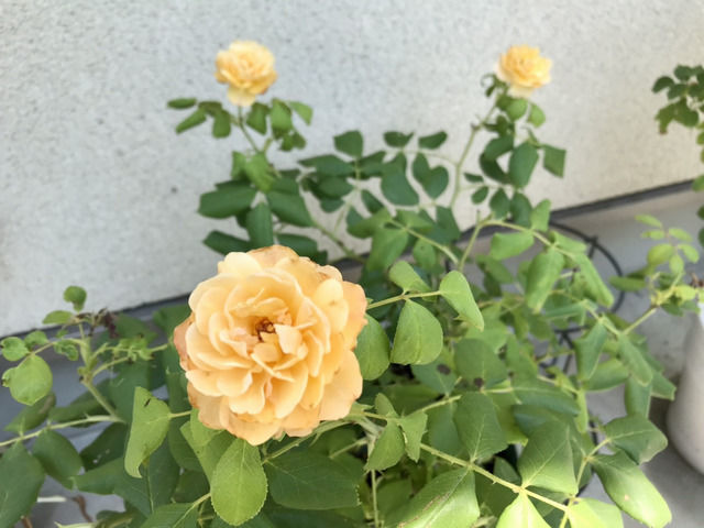 薔薇は バラの二番花が(*^^*)｜園芸日記byカシワバアジサイ｜みんなの