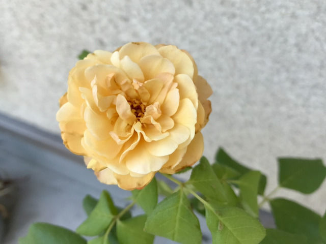 ロアルドダールの二番花
