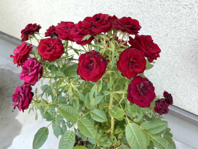 薔薇は バラの二番花が(*^^*)｜園芸日記byカシワバアジサイ｜みんなの
