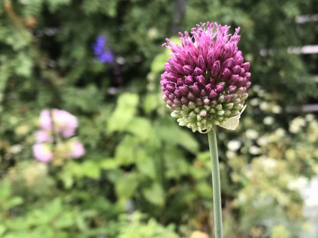 アリウム丹頂の開花