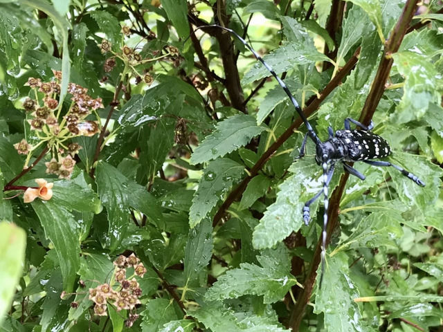 雨宿りするゴマダラカミキリ