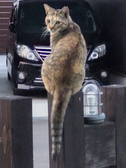 門柱に上がっている猫