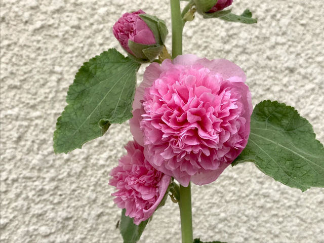アルセア・チャターズピンクの開花