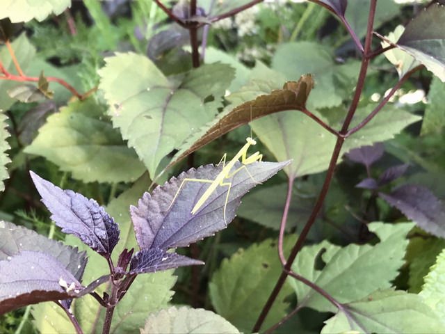 カマキリの赤ちゃん