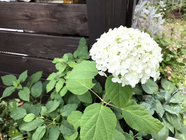 アナベルの花
