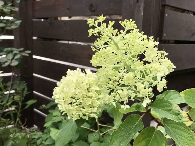 ノリウツギ・リトルライムとアナベルの花