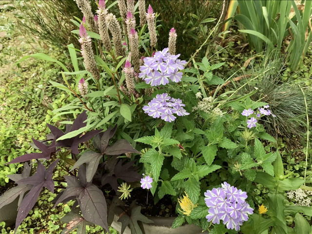 1か月経過した夏の寄せ植え