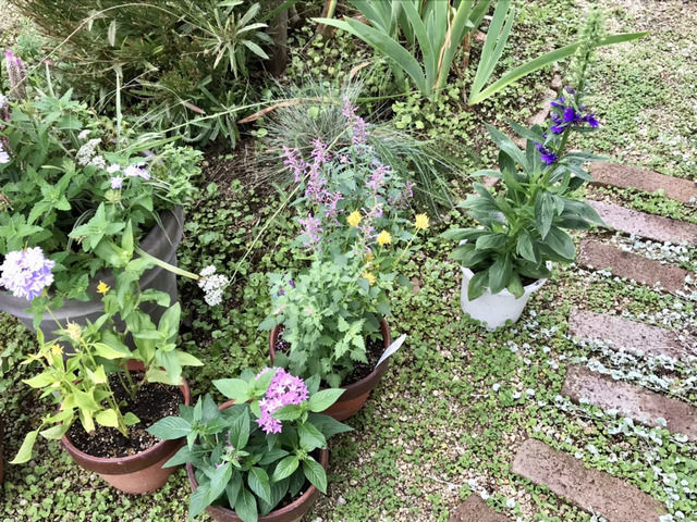 購入した苗