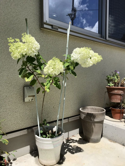 添え木をしたノリウツギ・リトルライムの花