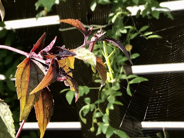 7月のカマキリの幼虫