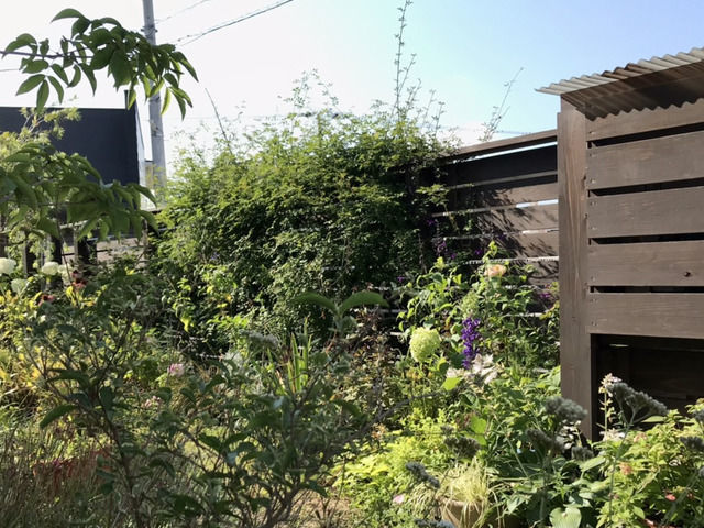7月の庭、朝の様子