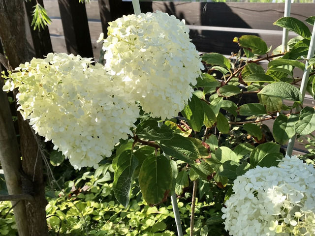 ノリウツギリトルライムの花