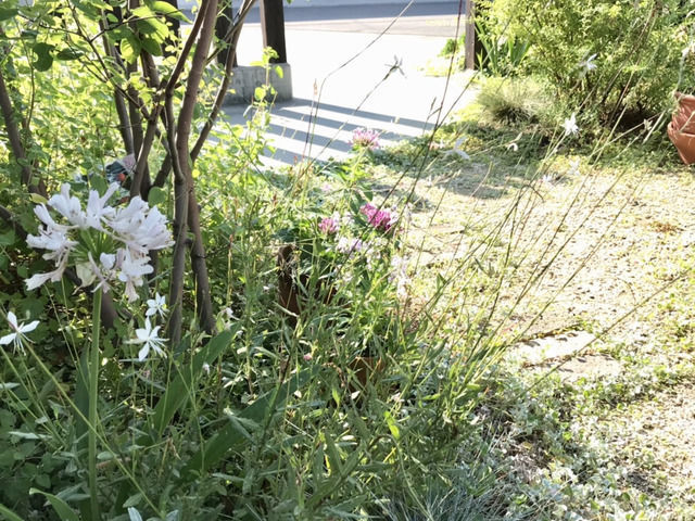 7月の庭、朝の様子